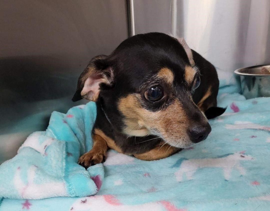 Roxie, an adoptable Chihuahua, Dachshund in Crestview, FL, 32539 | Photo Image 3