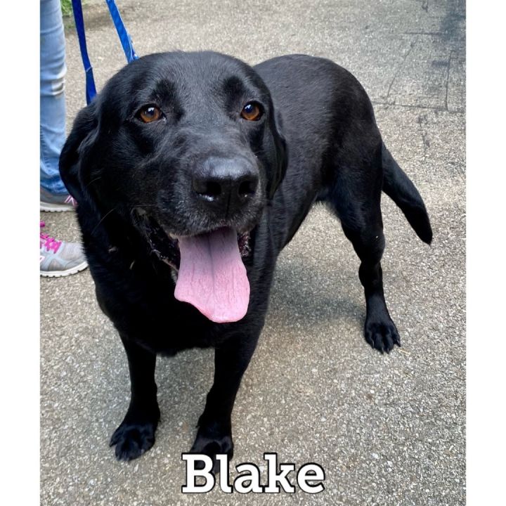 BO/Blake, an adoptable Labrador Retriever in Waynesburg, PA_image-2