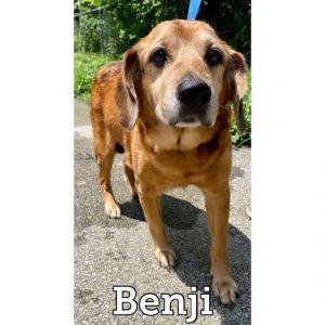 Benji