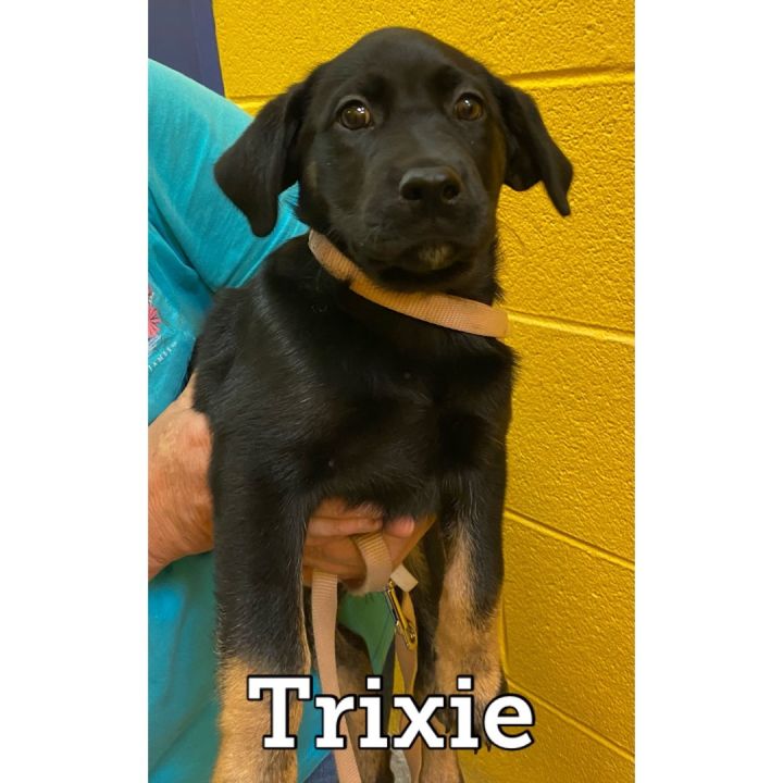 Trixie, an adopted Labrador Retriever & Shepherd Mix in Waynesburg, PA_image-1