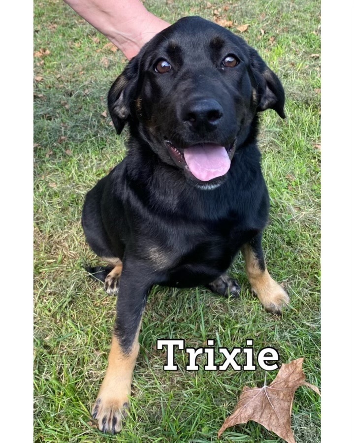 Trixie, an adopted Labrador Retriever & Shepherd Mix in Waynesburg, PA_image-1