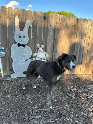 Wednesday, an adoptable Husky in Modesto , CA, 95351 | Photo Image 2