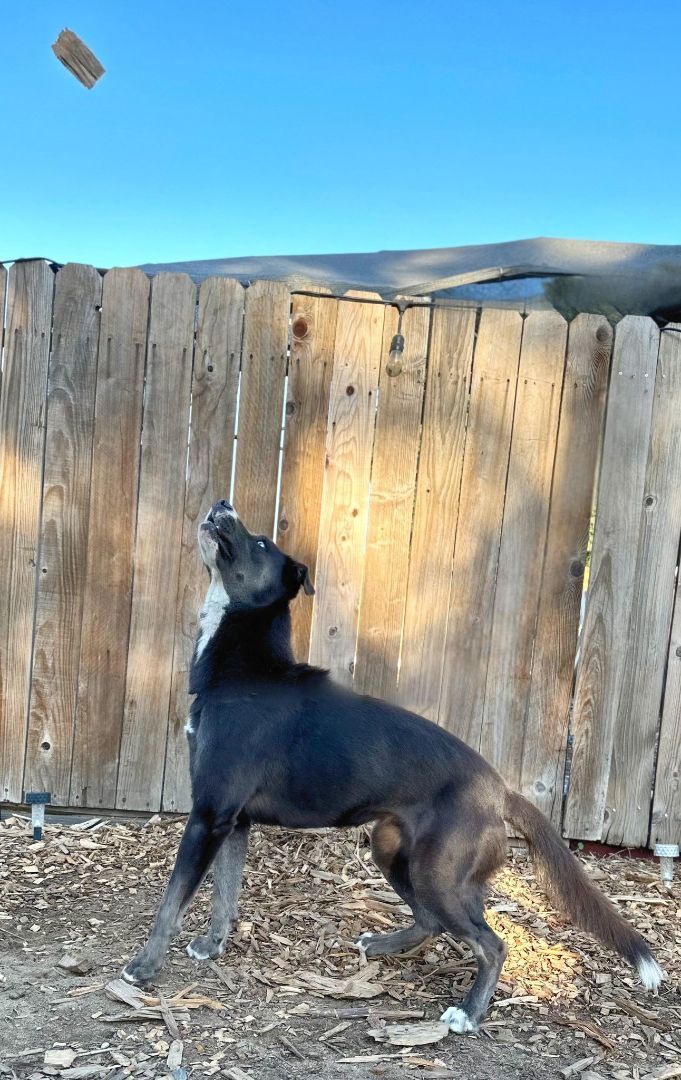 Wednesday, an adoptable Husky in Modesto , CA, 95351 | Photo Image 3