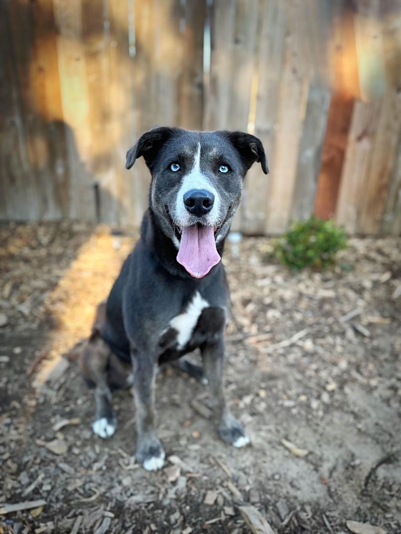 Wednesday, an adoptable Husky in Modesto , CA, 95351 | Photo Image 4