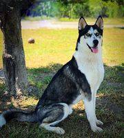 Harlan, an adoptable Siberian Husky in Modesto , CA, 95351 | Photo Image 3