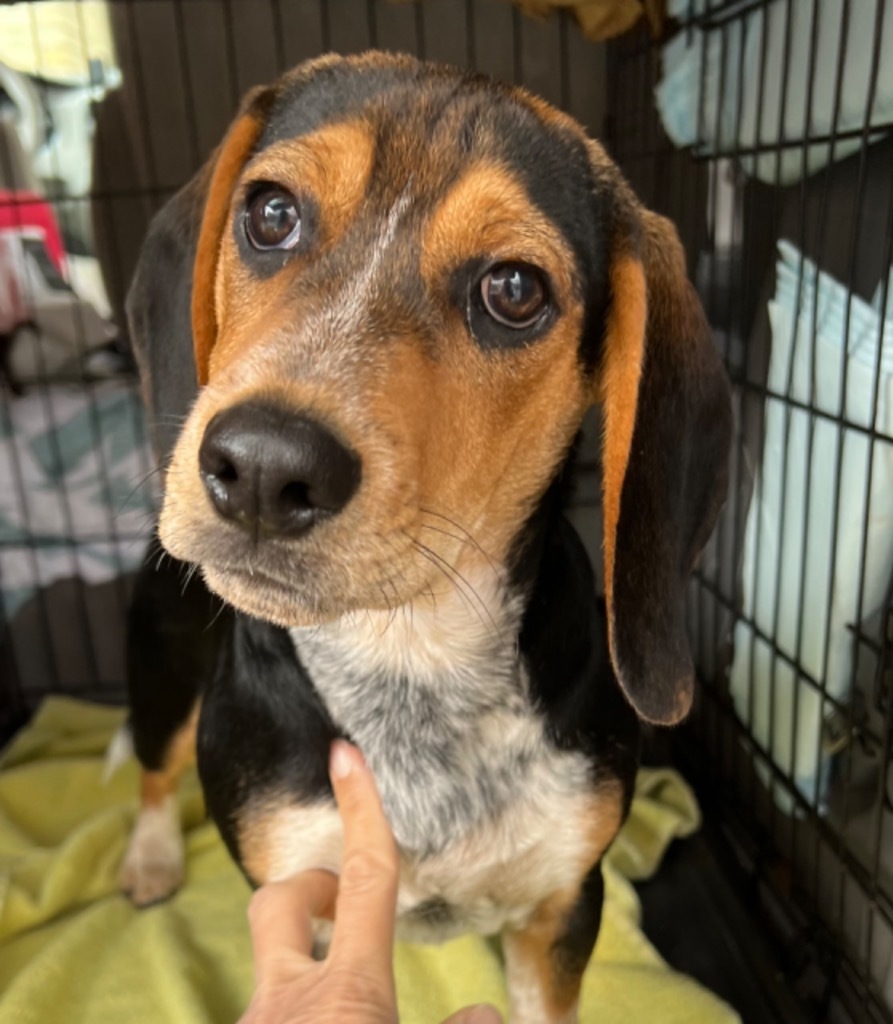 Turtle, an adoptable Beagle, Hound in Waxhaw, NC, 28173 | Photo Image 1