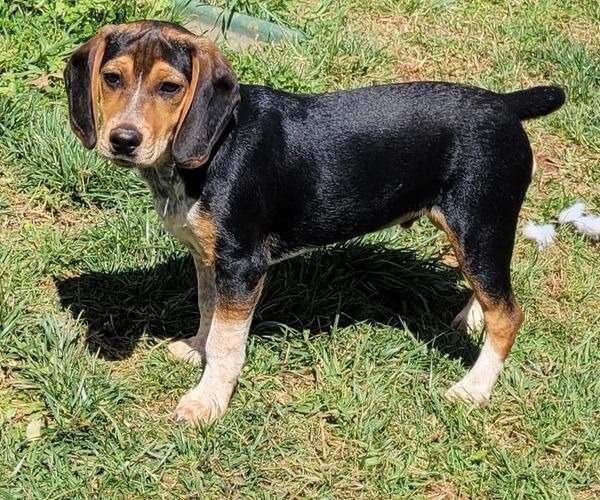 Turtle, an adoptable Beagle, Hound in Waxhaw, NC, 28173 | Photo Image 2