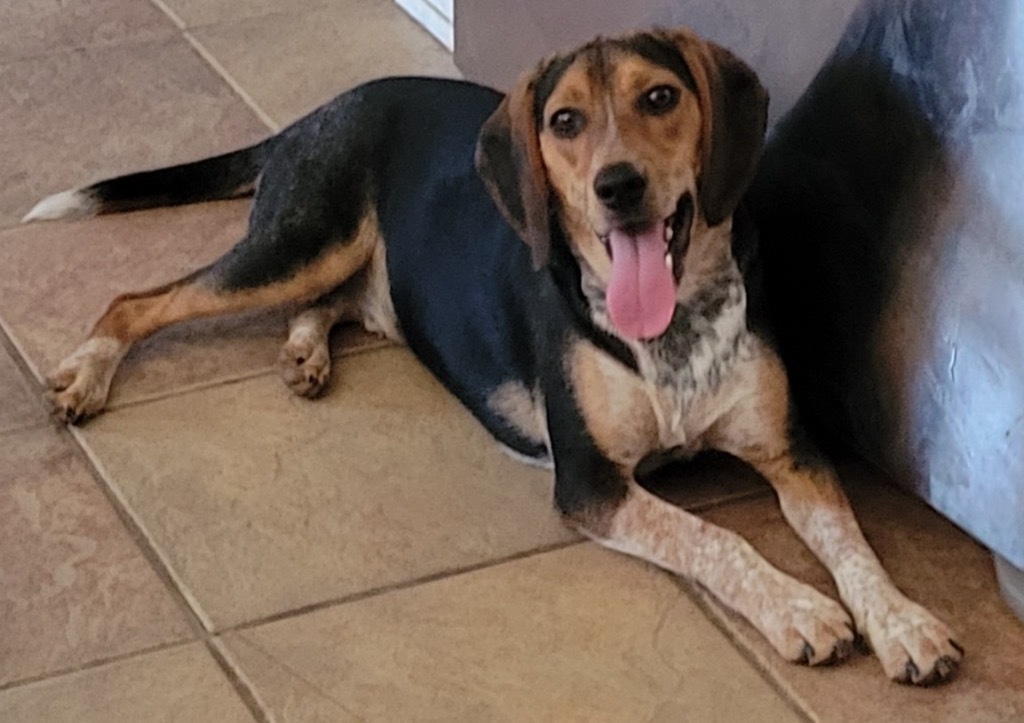 Turtle, an adoptable Beagle, Hound in Waxhaw, NC, 28173 | Photo Image 3