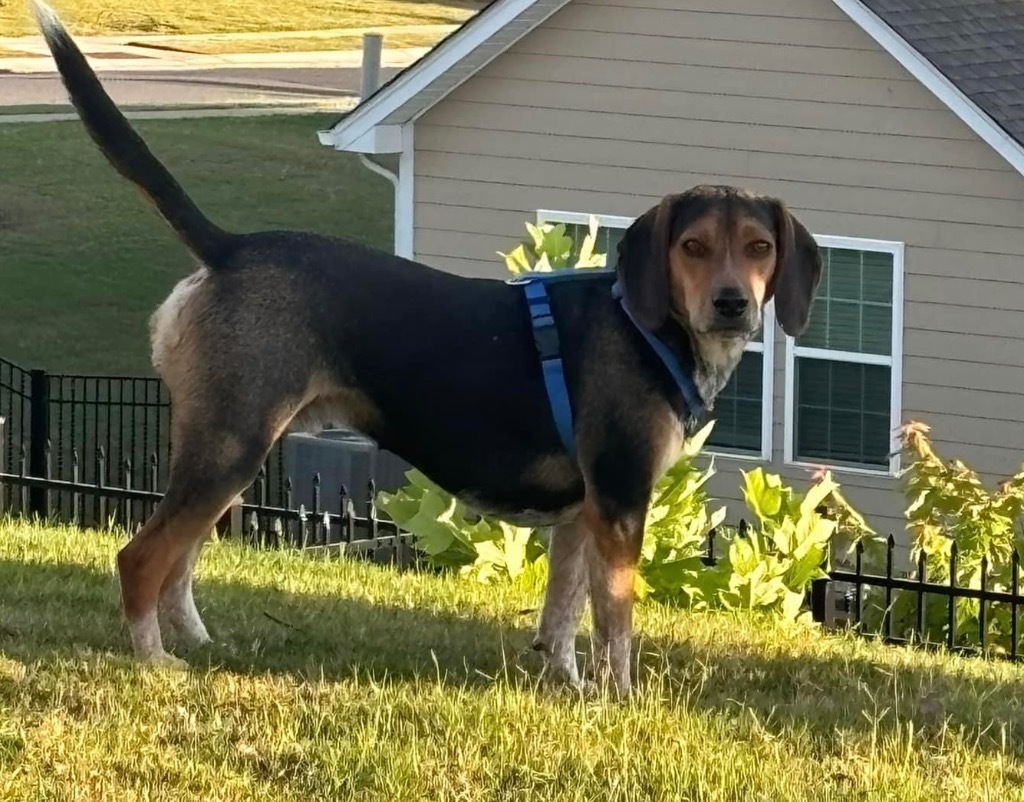 Turtle, an adoptable Beagle, Hound in Waxhaw, NC, 28173 | Photo Image 4