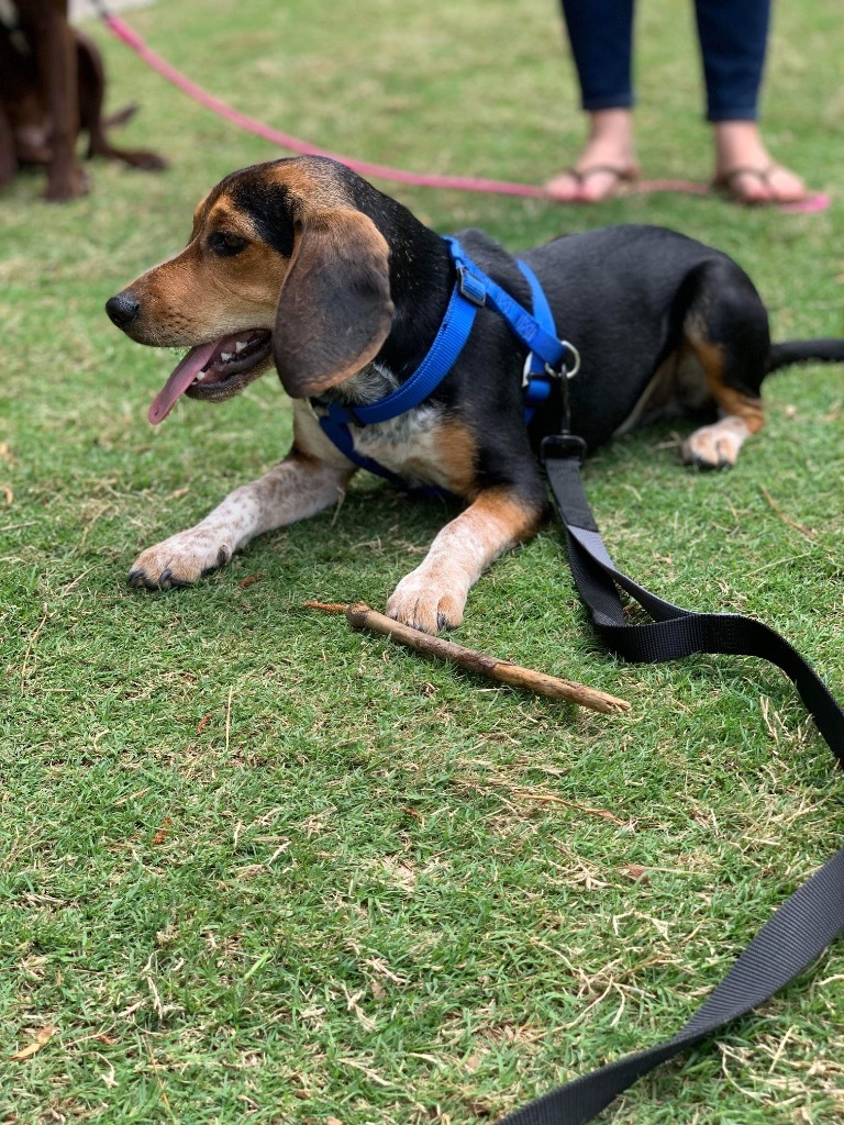 Turtle, an adoptable Beagle, Hound in Waxhaw, NC, 28173 | Photo Image 5