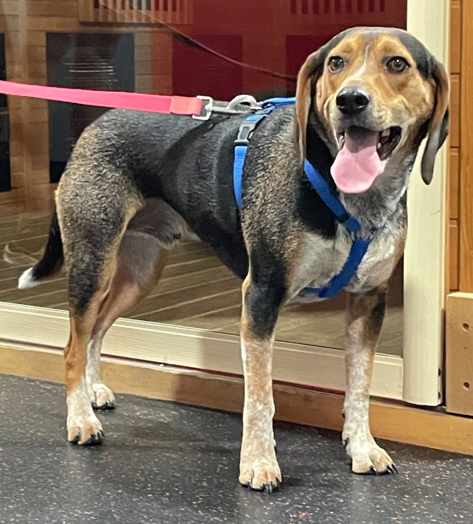 Turtle, an adoptable Beagle, Hound in Waxhaw, NC, 28173 | Photo Image 5