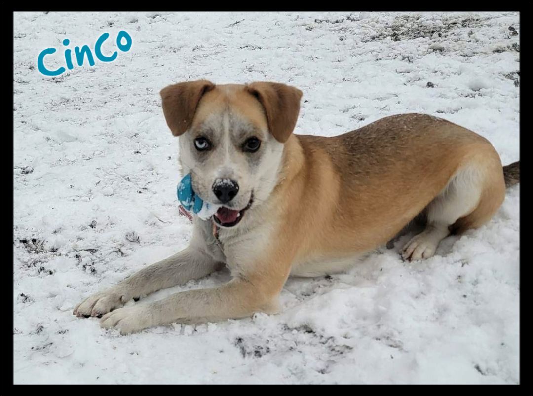 Dog for adoption - Cinco, a Husky & Beagle Mix in Shippenville, PA |  Petfinder