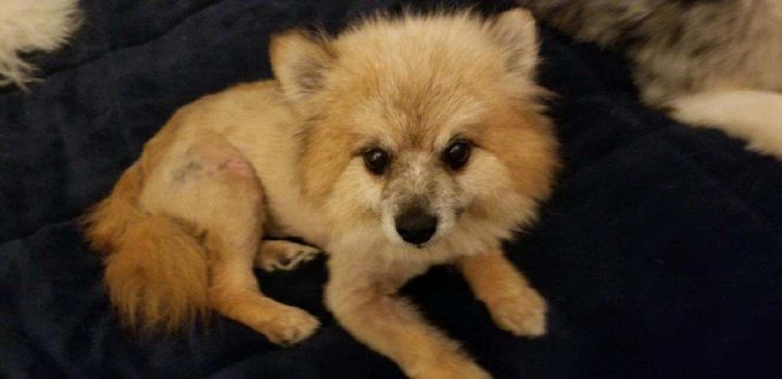 Jo Jo Bear, an adopted Pomeranian Mix in Maumee, OH_image-1