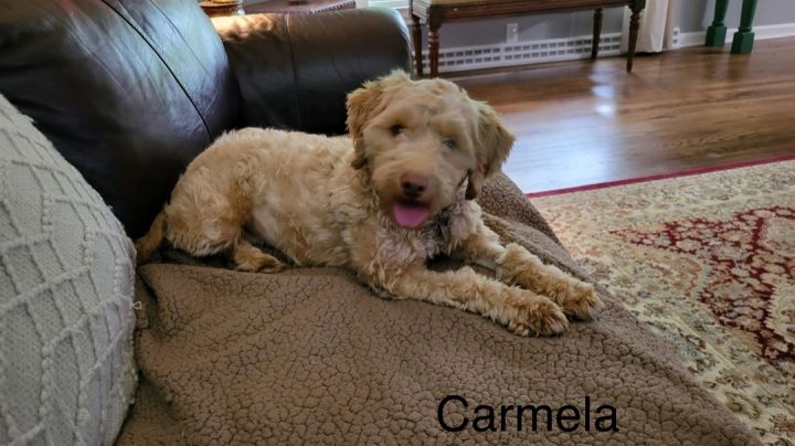 Carmela - APPROVED ADOPTER  3