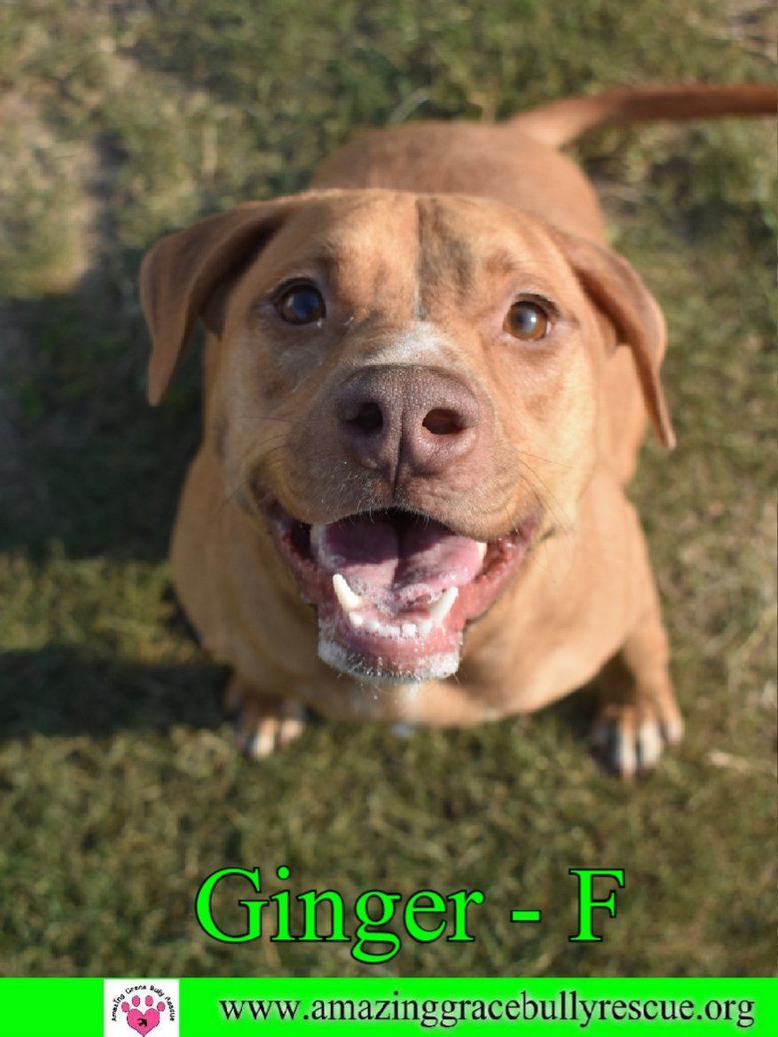 Ginger, an adoptable Labrador Retriever in Pensacola, FL, 32526 | Photo Image 1