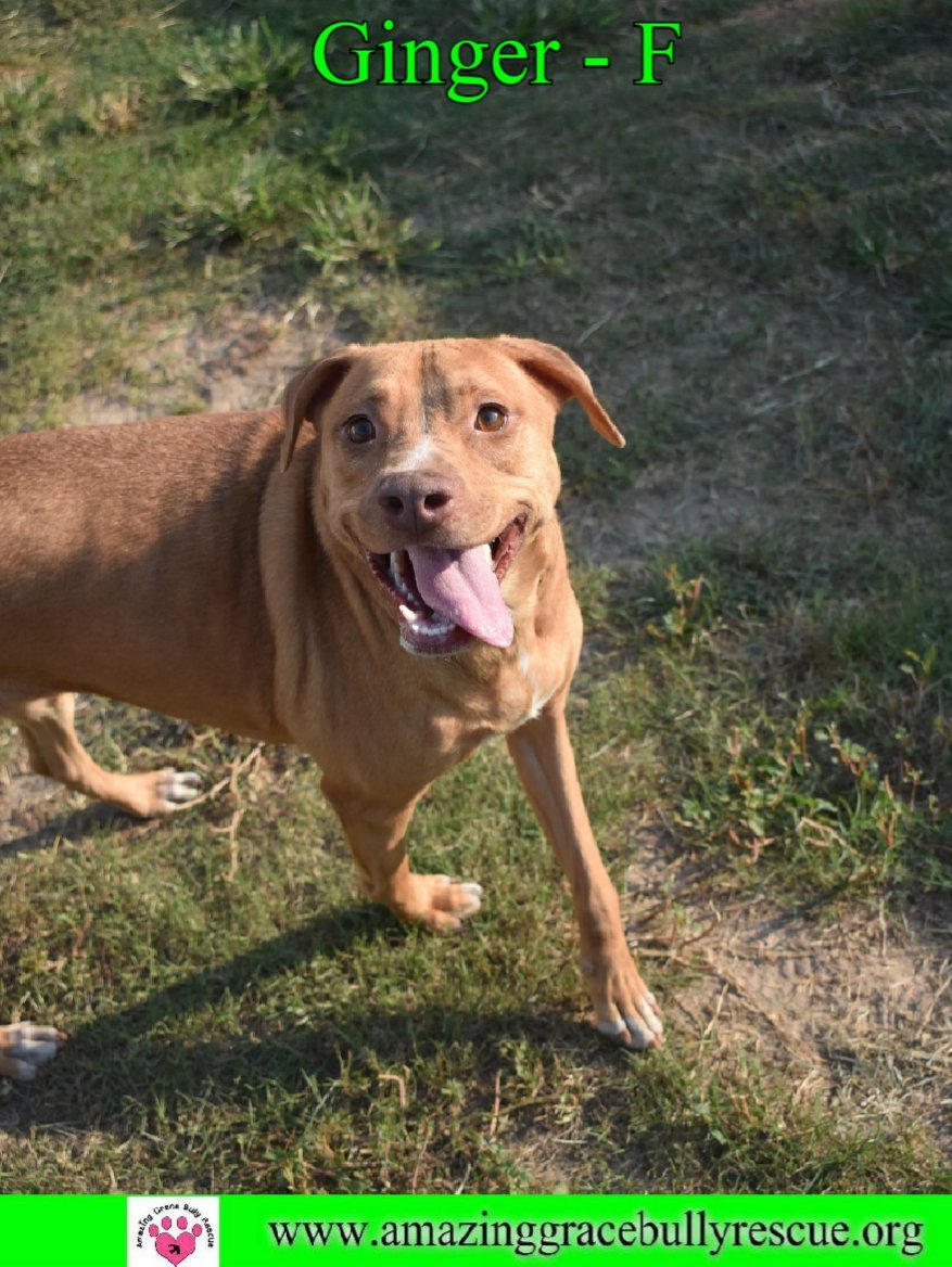 Ginger, an adoptable Labrador Retriever in Pensacola, FL, 32526 | Photo Image 2