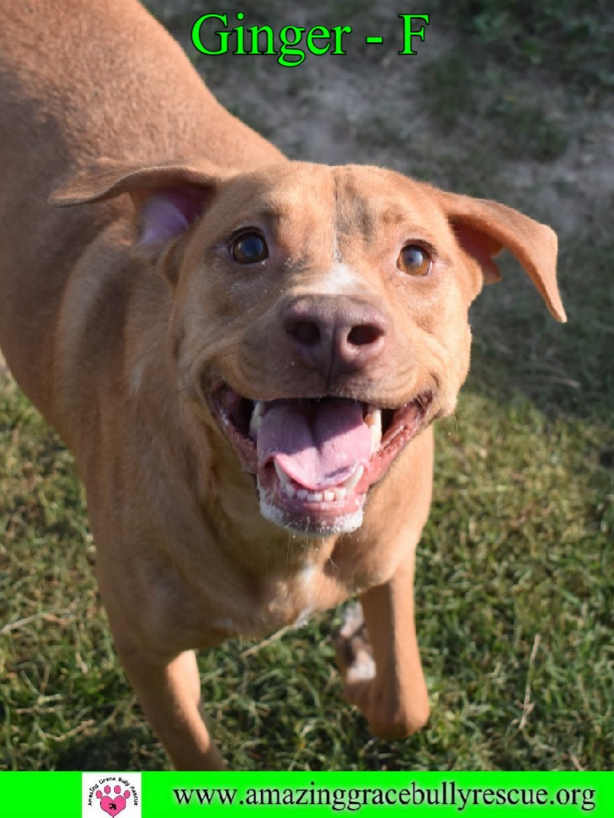 Ginger, an adoptable Labrador Retriever in Pensacola, FL, 32526 | Photo Image 3