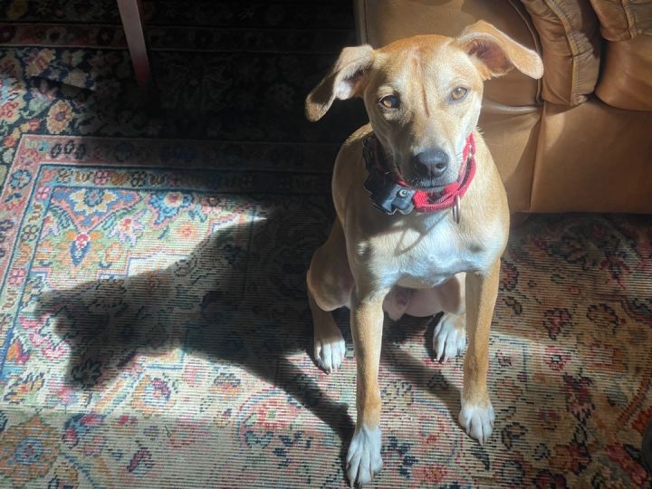 Smalls, an adoptable Carolina Dog & Whippet Mix in Darien, CT_image-1