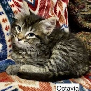 Octavia 