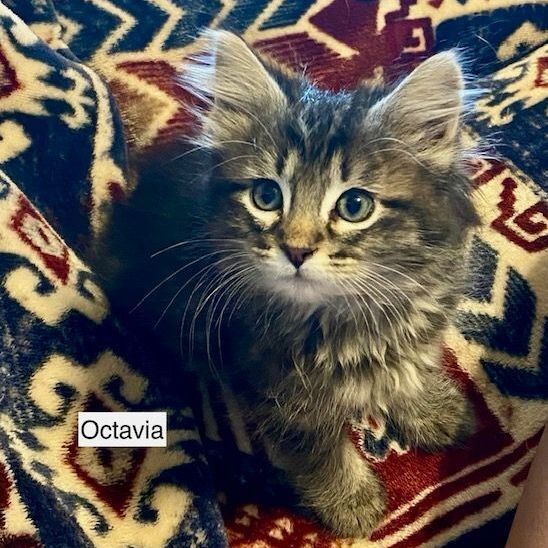 Octavia , an adoptable Domestic Short Hair Mix in Springfield, MO_image-3