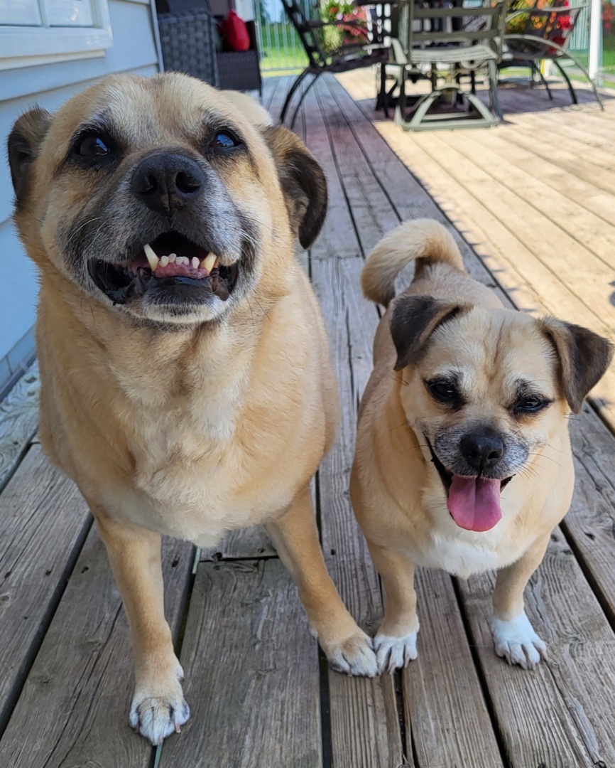 Marley & Diesel, an adoptable Pug in Etobicoke, ON, M8Z 4L5 | Photo Image 1