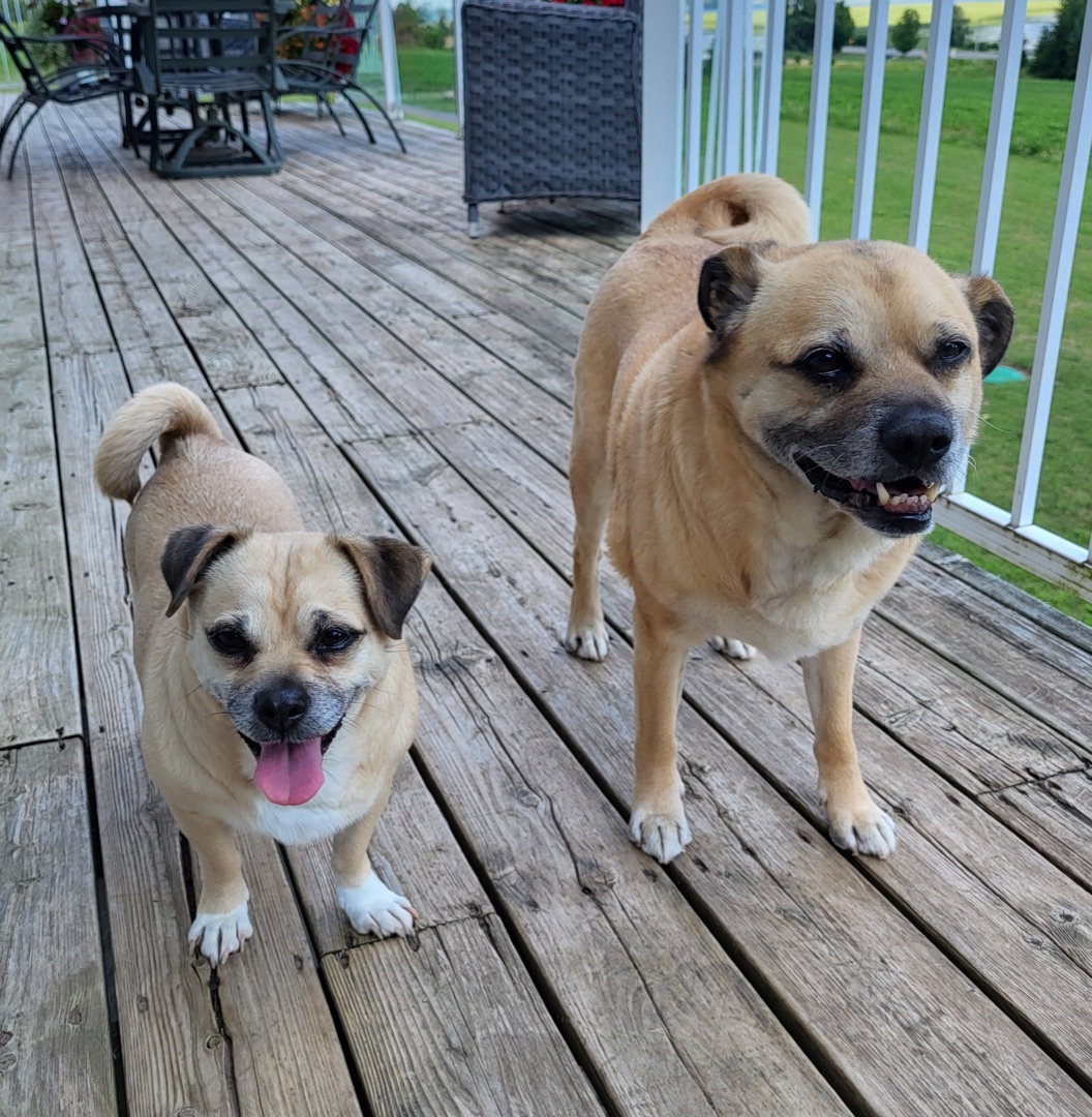 Marley & Diesel, an adoptable Pug in Etobicoke, ON, M8Z 4L5 | Photo Image 2
