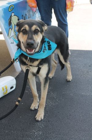 Niles, Young Male German Shepherd Dog