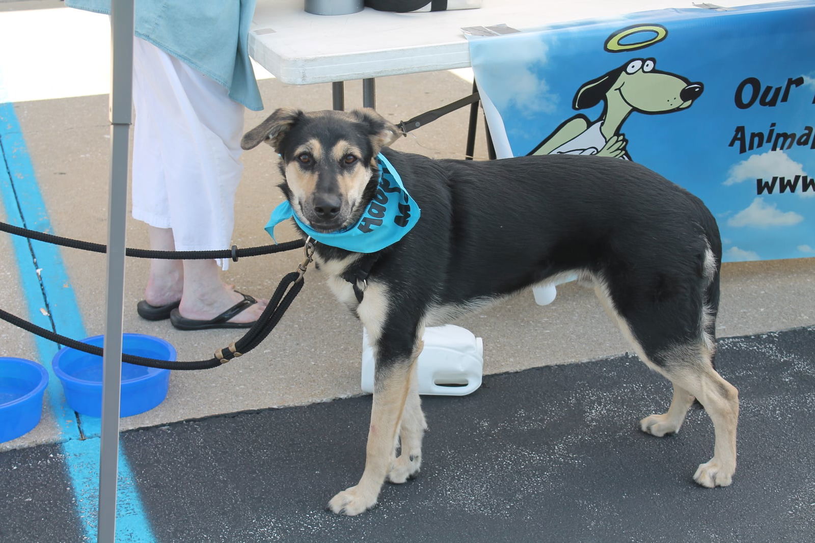 Niles, an adoptable German Shepherd Dog in Poland, IN, 47868 | Photo Image 2