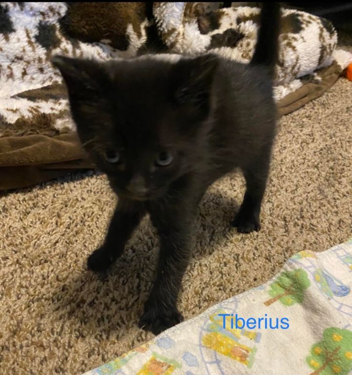 Tiberius , an adoptable Domestic Short Hair Mix in Springfield, MO_image-2