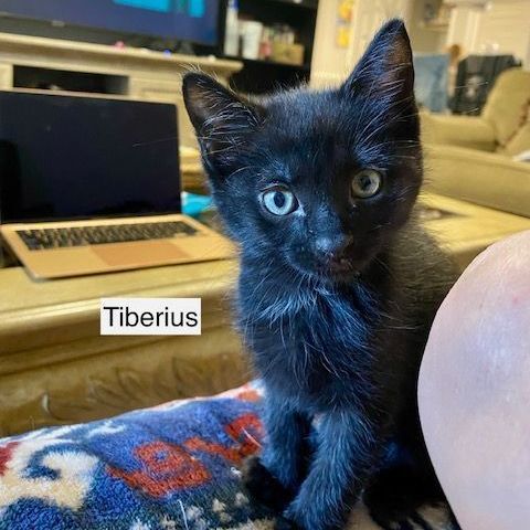 Tiberius , an adoptable Domestic Short Hair Mix in Springfield, MO_image-1