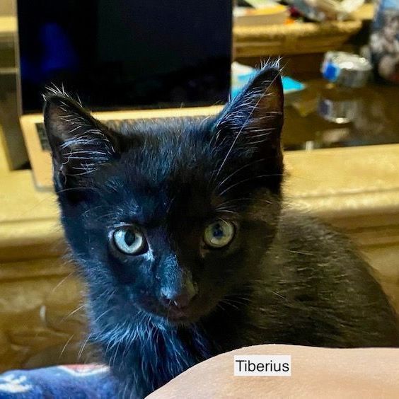 Tiberius , an adoptable Domestic Short Hair Mix in Springfield, MO_image-3