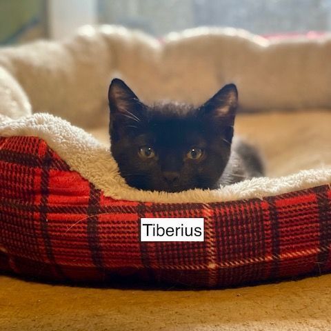 Tiberius  4