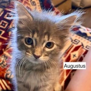 Augustus