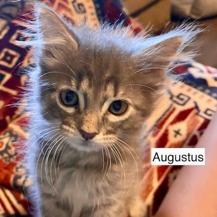 Augustus, an adoptable Domestic Short Hair in Springfield, MO_image-1