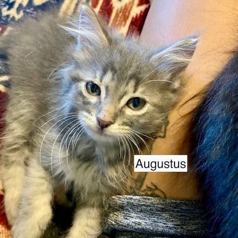 Augustus, an adoptable Domestic Short Hair in Springfield, MO_image-5