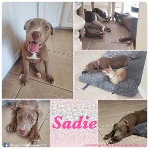 Sadie