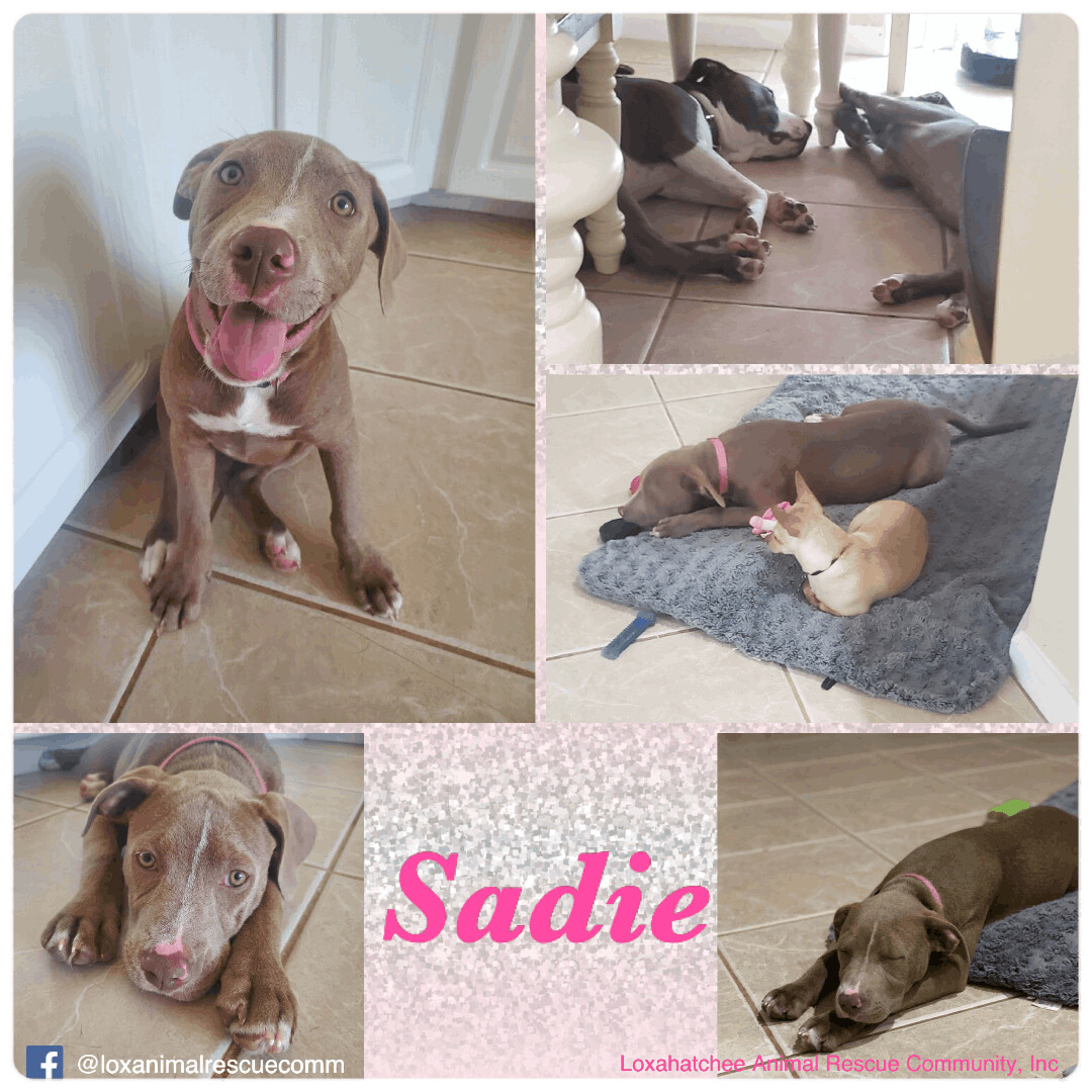 Sadie detail page
