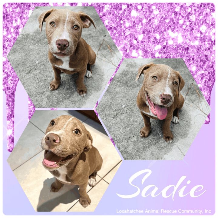 Sadie, an adoptable Pit Bull Terrier Mix in Loxahatchee, FL_image-2