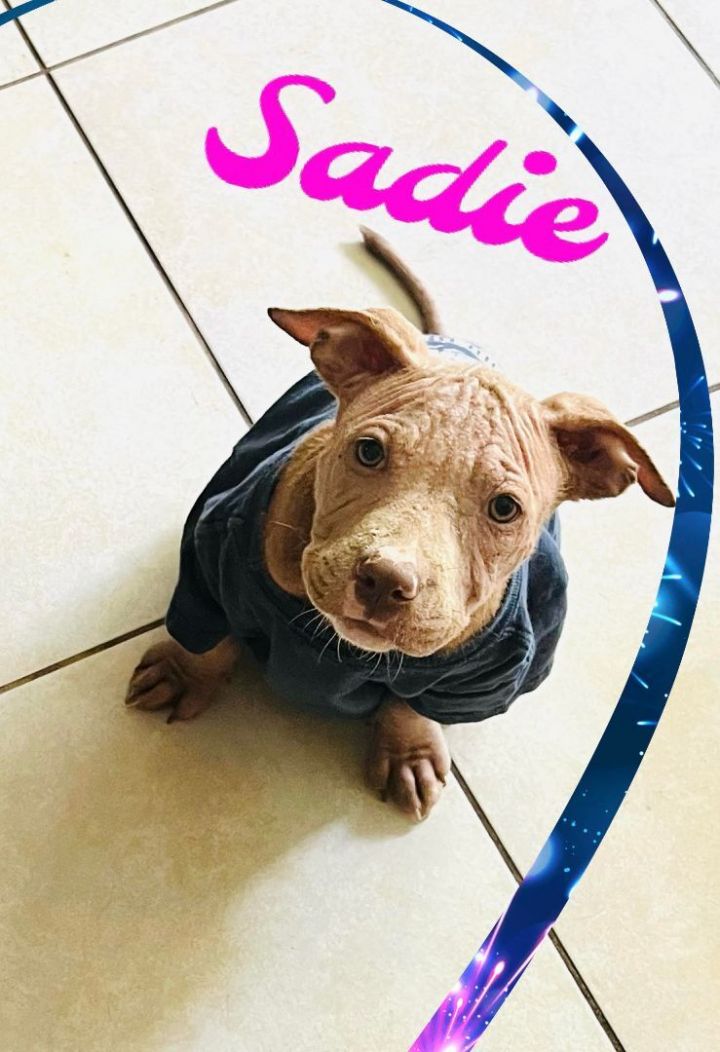 Sadie, an adoptable Pit Bull Terrier Mix in Loxahatchee, FL_image-3