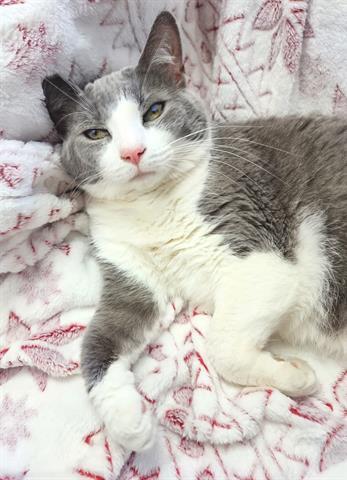 MARY, an adoptable Domestic Short Hair in Canfield, OH, 44406 | Photo Image 1