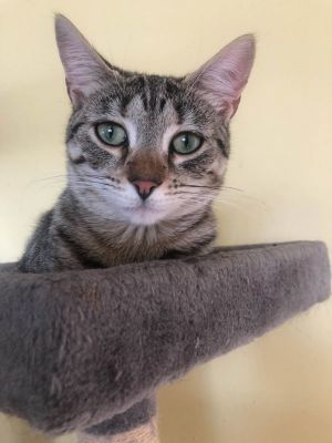 Bandit, Young Female Domestic Short Hair