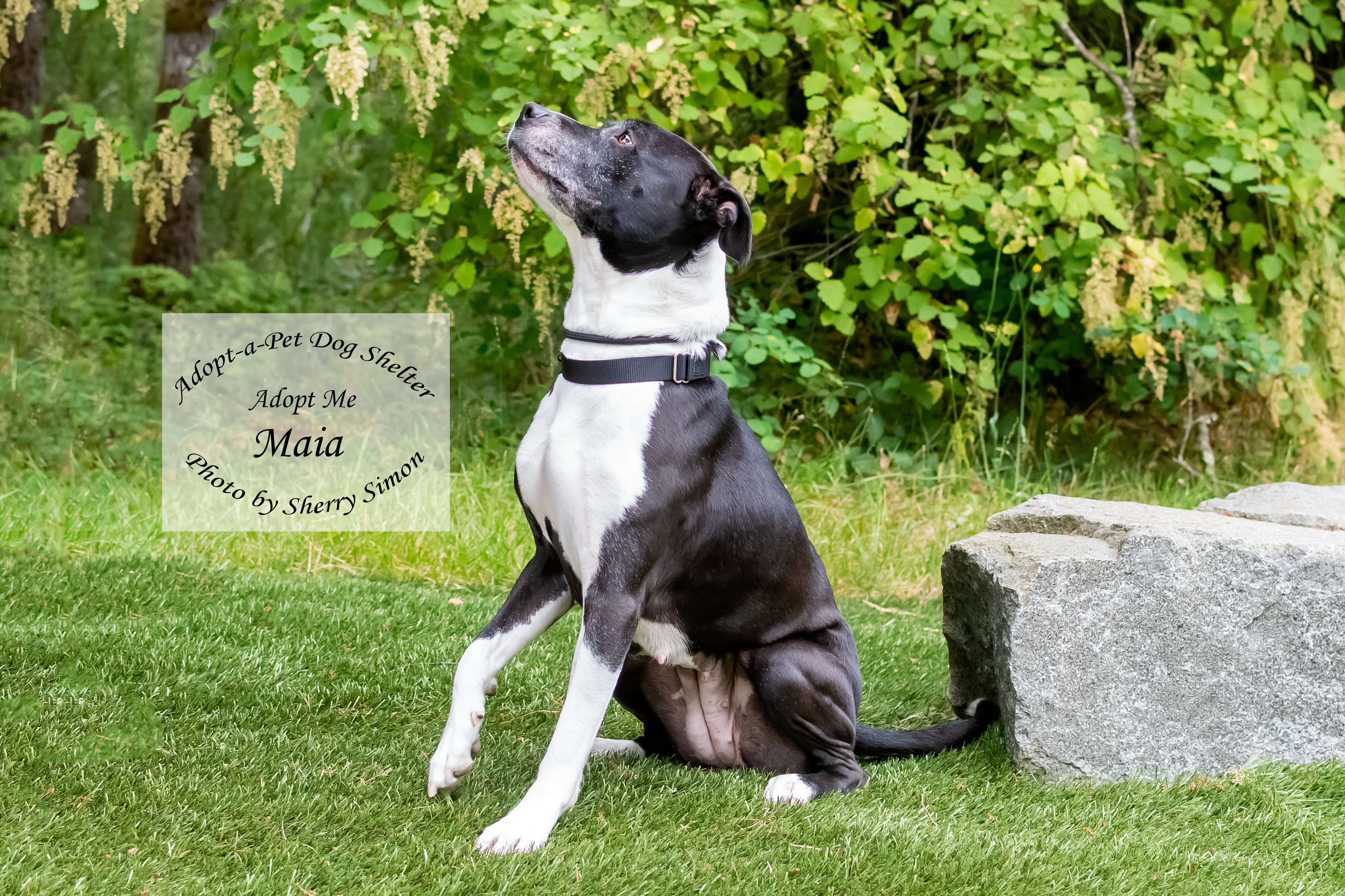 MAIA, an adoptable Pit Bull Terrier, American Staffordshire Terrier in Shelton, WA, 98584 | Photo Image 2