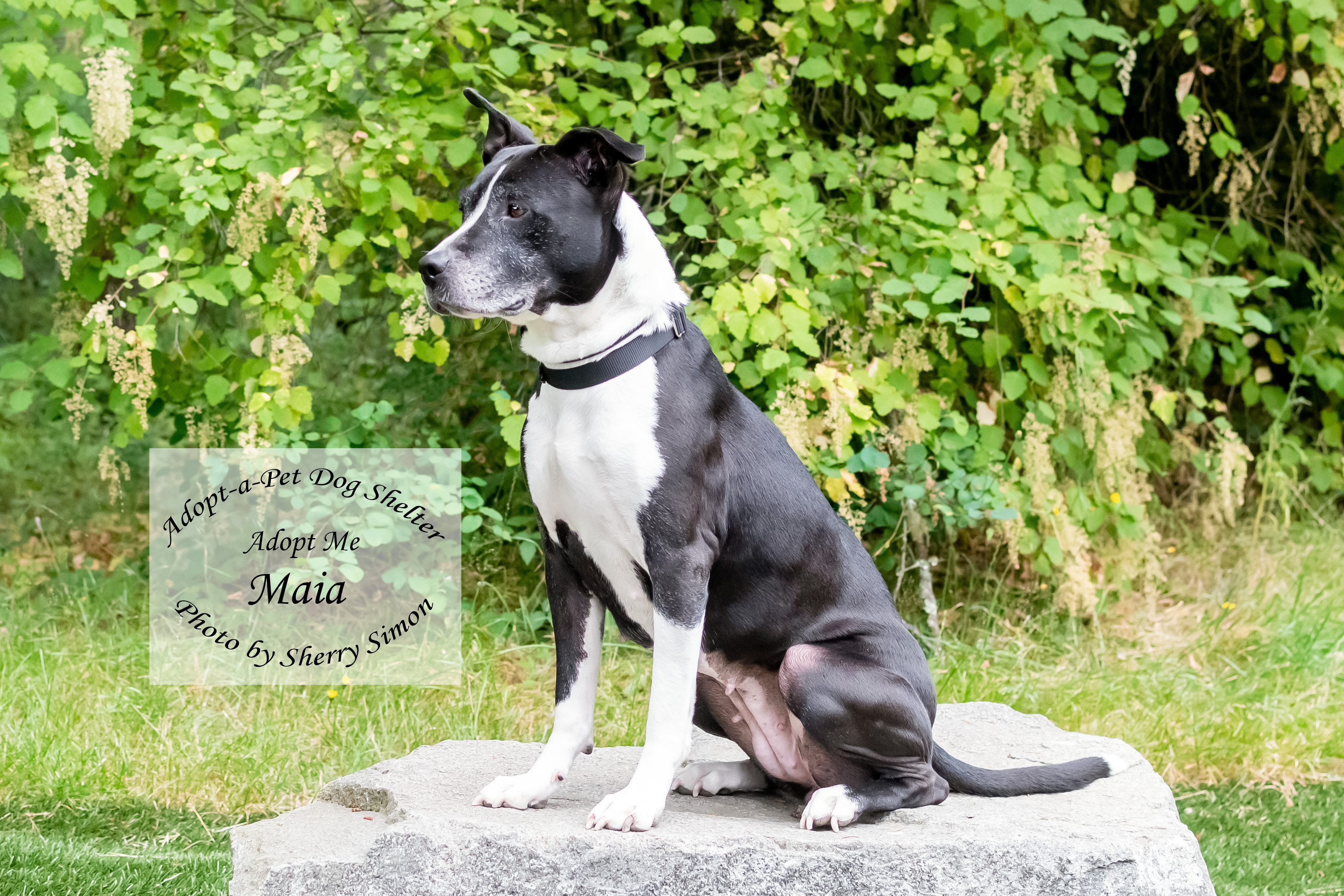MAIA, an adoptable Pit Bull Terrier, American Staffordshire Terrier in Shelton, WA, 98584 | Photo Image 3