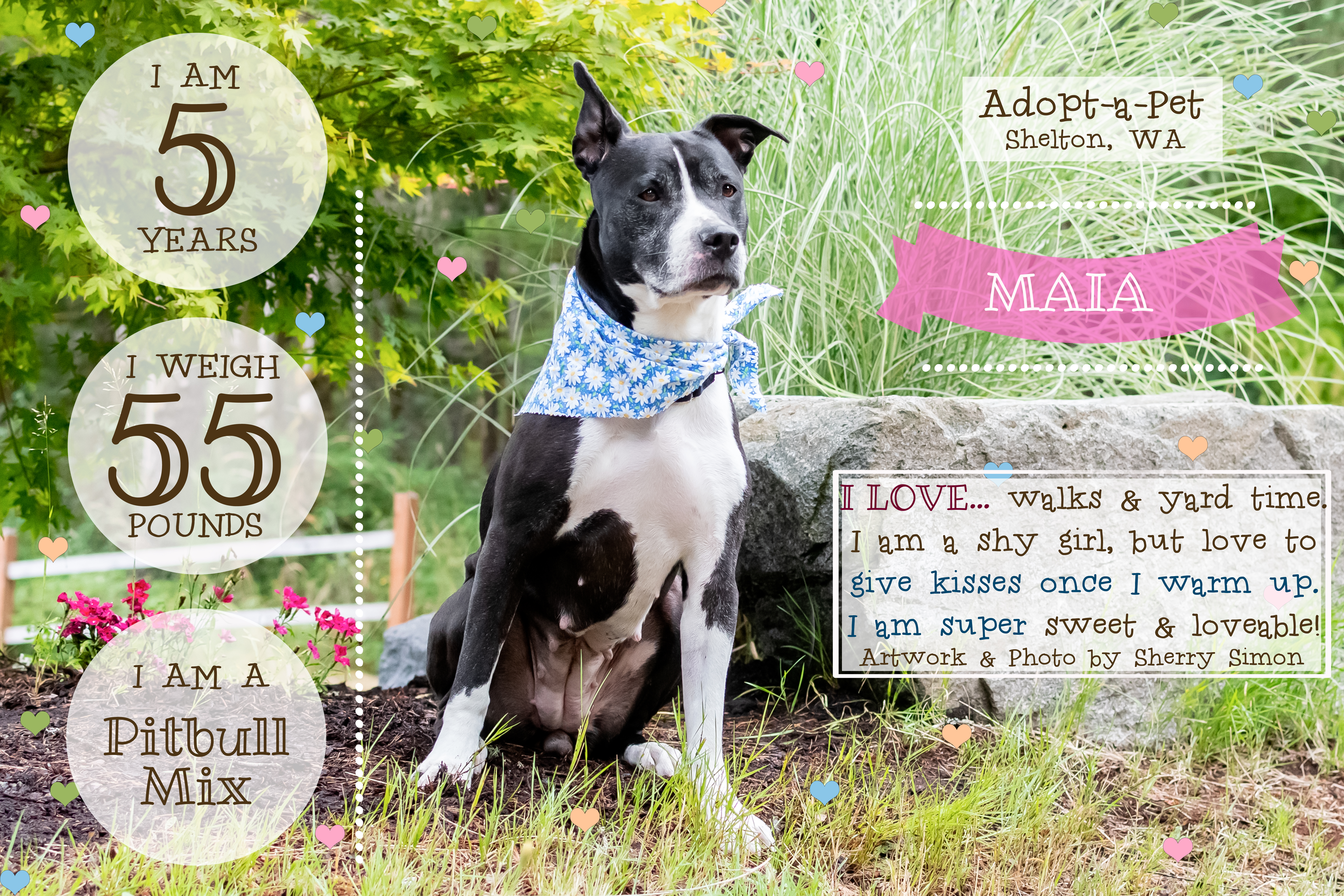 MAIA, an adoptable Pit Bull Terrier, American Staffordshire Terrier in Shelton, WA, 98584 | Photo Image 1