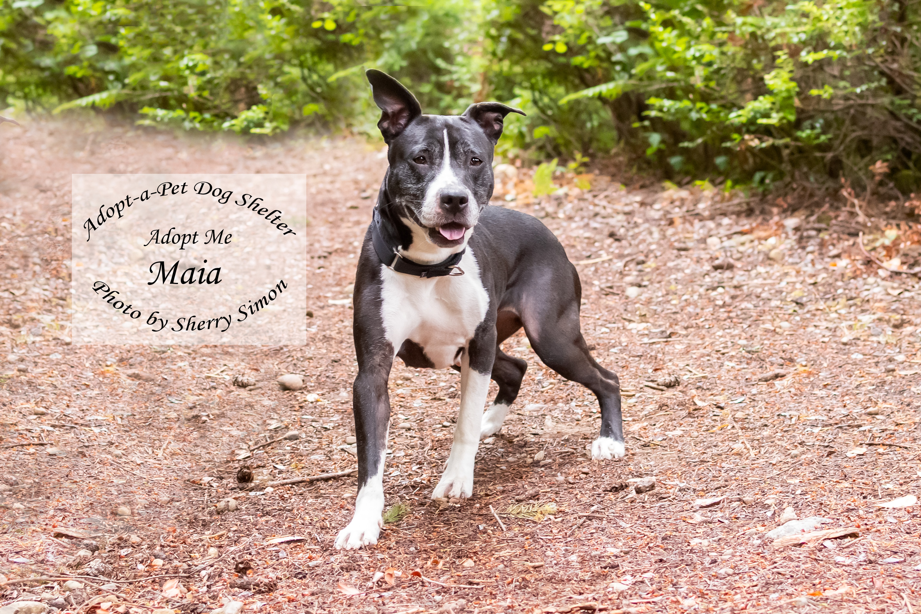MAIA, an adoptable Pit Bull Terrier, American Staffordshire Terrier in Shelton, WA, 98584 | Photo Image 5