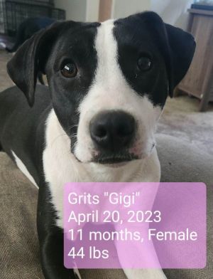 Grits &#34;GiGi&#34;, Baby Female unknown