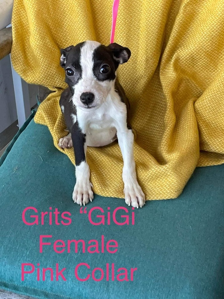 Grits "GiGi", an adoptable Pit Bull Terrier, Bull Terrier in Canal Winchester, OH, 43110 | Photo Image 6
