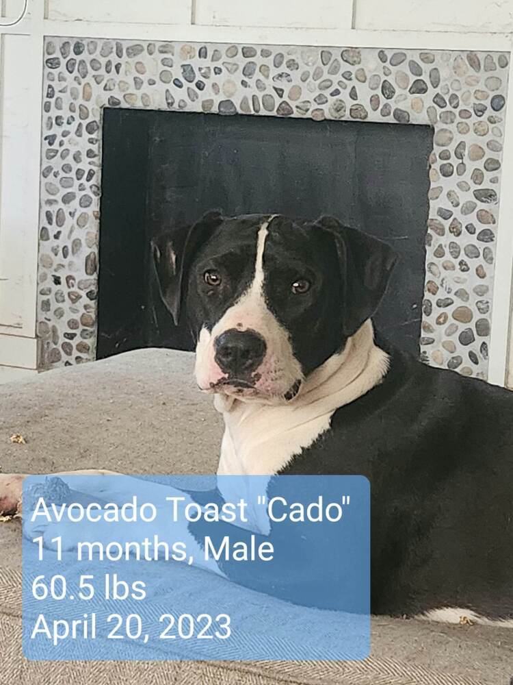 Avocado Toast "Cado", an adoptable Pit Bull Terrier, Bull Terrier in Canal Winchester, OH, 43110 | Photo Image 1