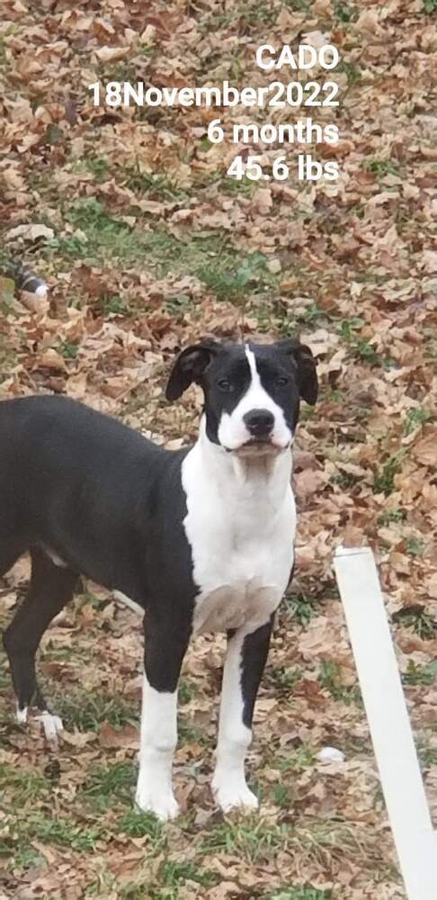 Avocado Toast "Cado", an adoptable Pit Bull Terrier, Bull Terrier in Canal Winchester, OH, 43110 | Photo Image 3