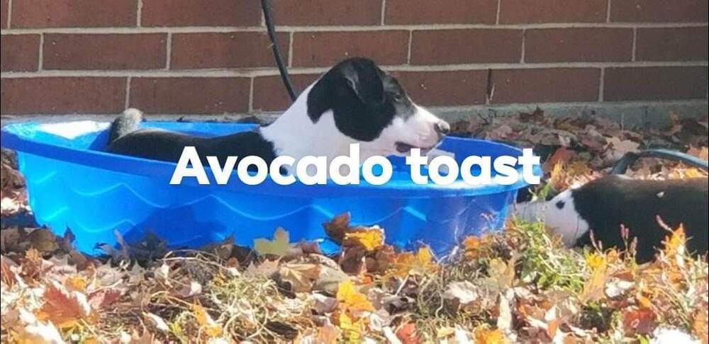 Avocado Toast "Cado", an adoptable Pit Bull Terrier, Bull Terrier in Canal Winchester, OH, 43110 | Photo Image 4